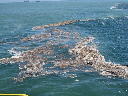 海面に浮遊するゴミの写真