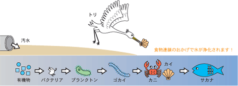 食物連鎖