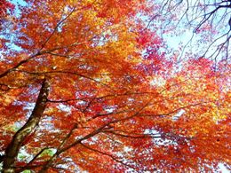 五老ヶ岳公園の色づく紅葉
