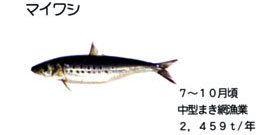 マイワシ