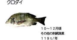 クロダイ