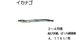 イカナゴ
