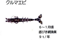 クルマエビ