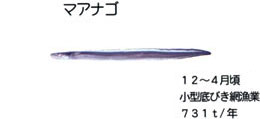 マアナゴ