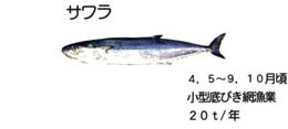 サワラ