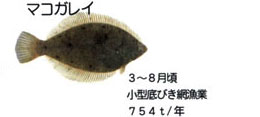マコガレイ