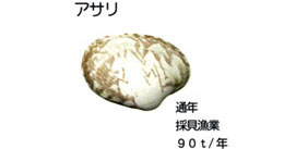アサリ
