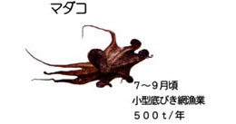 マダコ