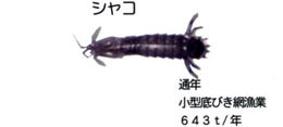 シャコ